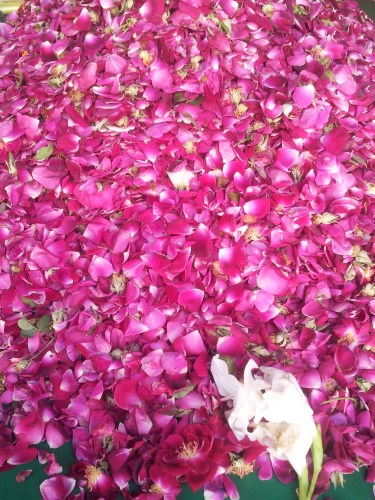 Gulshaan Roses pakistan