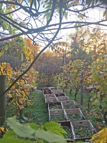 Shooting Gulshaan Belleville