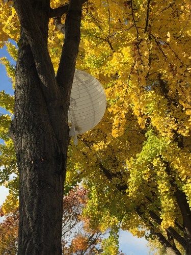 Gulshaan Shooting Belleville 